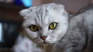 🐱angry cat sleeping  story #sad #cat #kitty #story  #poor