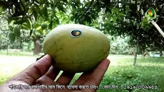 কোহিতুর আম (Kohitur Mango)