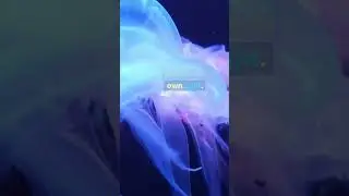Moon jellyfish & Atolla jellyfish