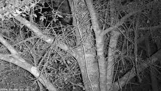 Southern Flying Squirrel running fast af up a tree