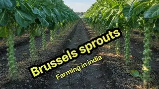 Brussels sprouts ! Brussels sprouts farming !  Brussels sprouts farming in india #Brussels sprouts