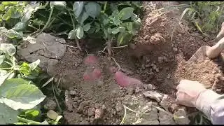 potato best variety 🥔 red zinta