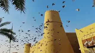 Squad goals: Pigeon edition 🤣 #waitforit