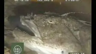 Monkfish kill and eat coalfish in the North Sea