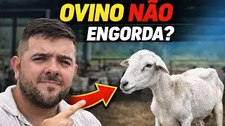 ENGORDA DE OVINOS: O QUE REALMENTE FUNCIONA 