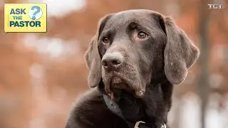 Can Dogs Sense Evil Spirits? | ASK THE PASTOR LIVE