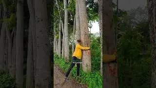 8 साल में तैयार होने वाला पेड़ 🌳 #trees  #forestry #africanmahogany