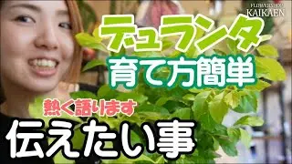 デュランタ　育て方　簡単　寒さに弱い　管理方法　ポット栽培　ギャザリング　伝えたい事　熱く語ります【おうちでガーデニング】開花園チャンネル