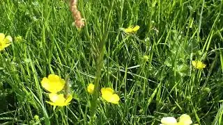 Extensive (unimproved) grassland versus improved grassland