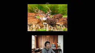 Amazing Animal Growth Journey #animals #funny #cute