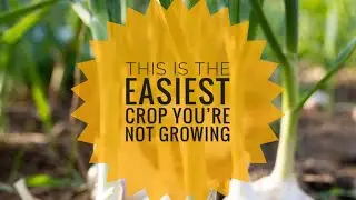 Growing Garlic at Home in Winter (Yes, It Actually Works)!