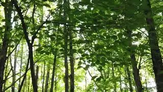 Forest music# ringtone