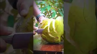 coolest coconut peeling style, Best Knife For Cutting