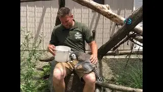Animal Adventures with Jordan: Ring Tailed Lemur
