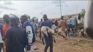 Inside the hidden biggest local community organic fresh food and animal market in Kampala Uganda 🇺🇬 