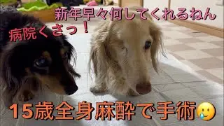 【ミニチュアダックス】元旦散歩と15歳手術してきたよ。歯は命！