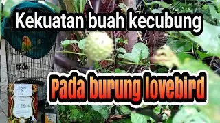 burung lovebird konslet dengan buah kecubung