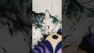 🐾 bekar hai bhai sahab 😺 #funny #labrador #comedy #animals #catshorts #cute #cat #beautful