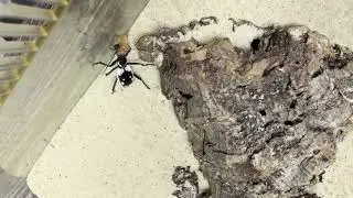 Predator Beetles for sale at Blackpool Reptiles!