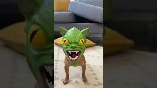 This Tiny Dog Is EVIL #funnyreels