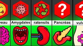 Comparaison : Les différents organes et leur rôle