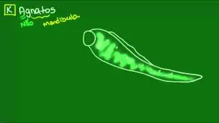 Agnatos - Vertebrados - Biologia