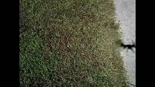 Home Depot 30 dollar drone first flight