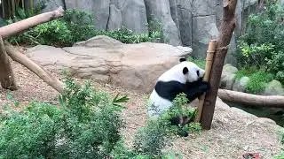 panda ji #subscribe#youtubeshorts#shorts#youtubeviralshorts#nature#4kindia