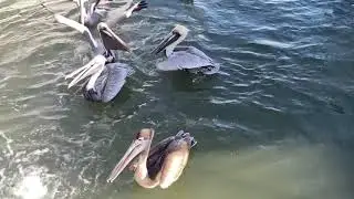 Pelican Fight