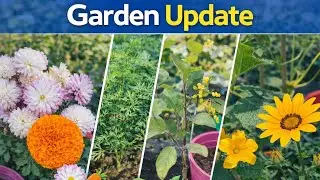 Garden Update | ফুল, সবজি ও গাছের সম্পূর্ণ আপডেট