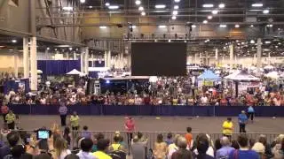 Texas Six Steppers at the Houston World Series of Dog Shows 2014 - 