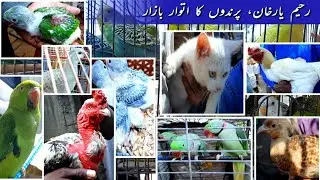 Sunday Birds Market Rahimyar Khan ||5 February 2023
