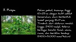 IDENTIFIKASI TANAMAN REHABILITASI PASCA ERUPSI | TNGM JURANGJERO