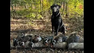 Virginia Wood Duck Opener: 2 Man Limit
