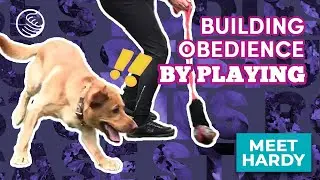 Hardy Case Study ❘ Working on a labrador's gun dog instincts