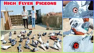High Flying Pigeon loft // Different Types Of Pigeon Breeds// उड़ने वाले कबूतर