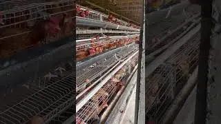 It&rsquo;s a beautiful egglicious day! #layerfarm #eggs #farming #chicken