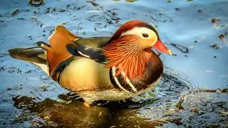 Waterfowl on an Icy Lake | Winter Nature Scenery