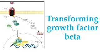 Transforming Growth Factor (TGF-Beta), its receptor/ pathway/ Receptor Serine/threonine Kinase Part1