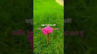 चाहूँगा मै तुम्हें शाम सवेरे #love #whatscomingupinlovelife #happy #song  #mentalhealth