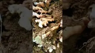 The process of farmers harvesting large and satisfying red ginger #shorts