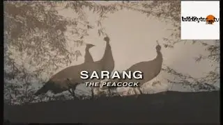 A documentary on the  National Bird of India