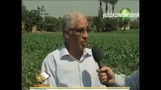 محصول الذرة تعرف على المعاملات الزراعية و التسميد و الرى