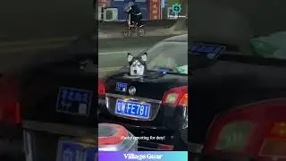 Dude Gave His Dog a TRUNK PERISCOPE! 😂 Husky's Reaction is GOLD! #dogcar #funnydog #husky  #lol