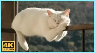 Эти коты не перестают нас смешить 😅