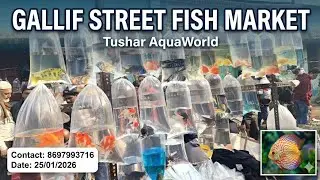 Sunday Fish Market Vlogging | Live Fish & Street MarketTour  #viral #viralvideo  #video #fish #vlog 