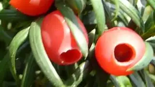 Yew tree  - Taxus baccata -  Poisonous berries - Barrlind - &Yacute;vi&eth;ur - Trj&aacute;r&aelig;kt - Eitru&eth; ber