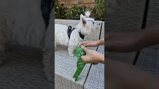 NEW PRODUCT LAUNCH | Home Compostable Dog Poop Bags | BARKRIDGES&reg;