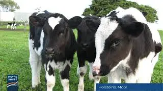 You're in Moyne Shire