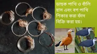 dahuk pakhi dhorar fad kinbo.01916171622 .